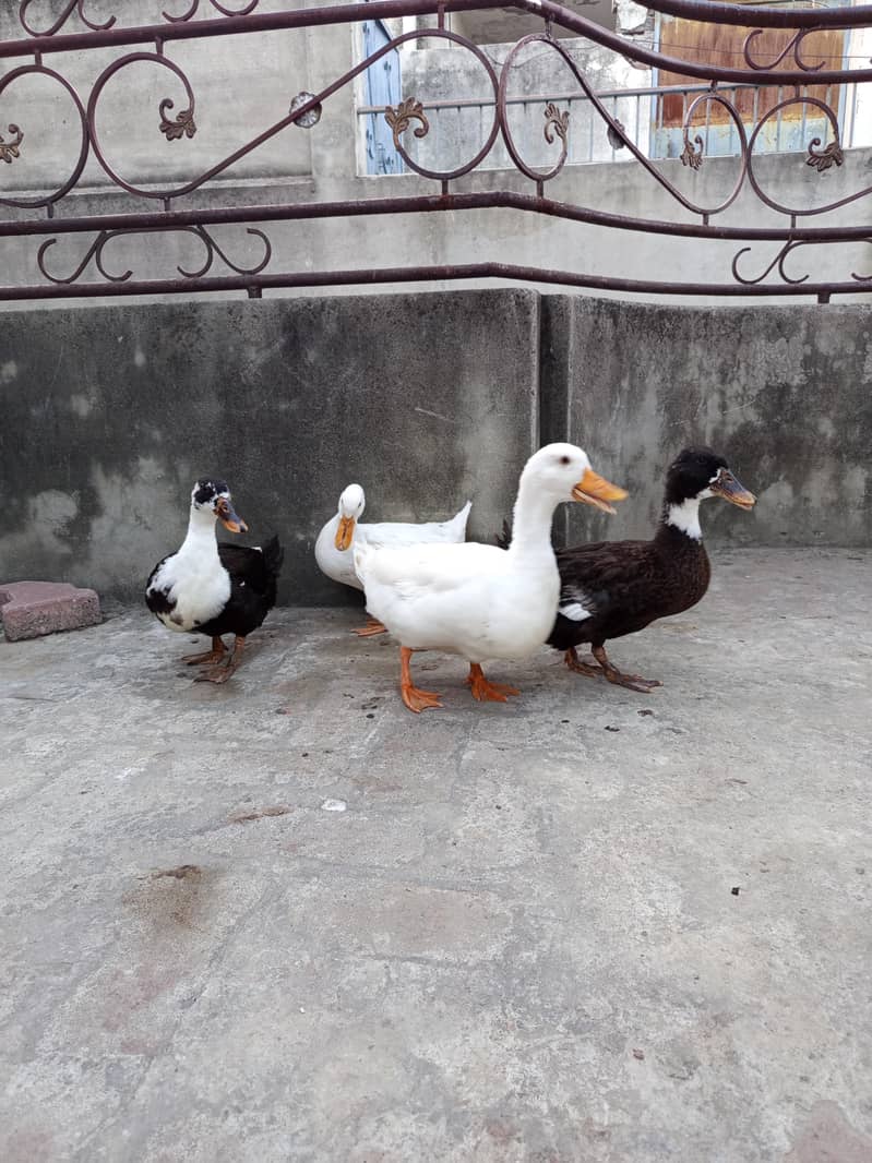 ducks 6