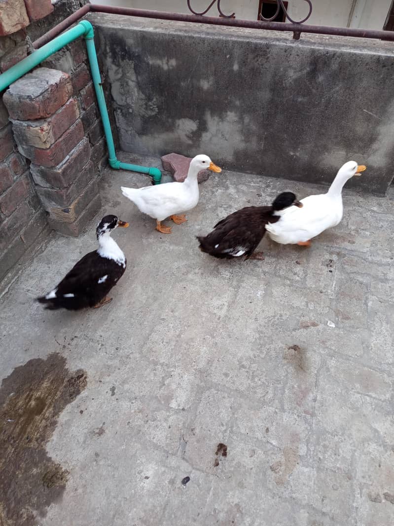 ducks 7