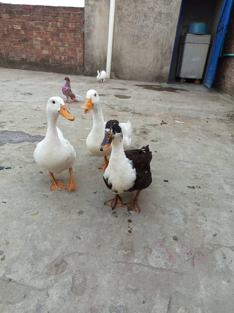 ducks 8