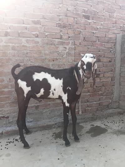 mashallah berd ky lea ha bohat achi nasal ka ha