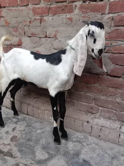 pure desi bakra for seel 10 month old