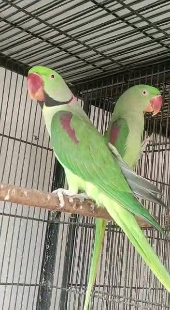 raw parrot breeder pair