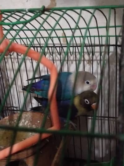 Love Birds Pair with cage