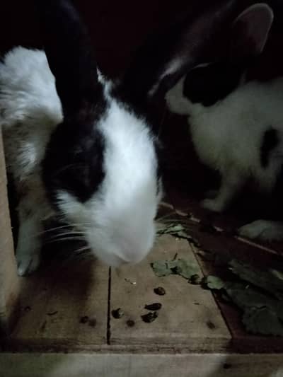 rabbit