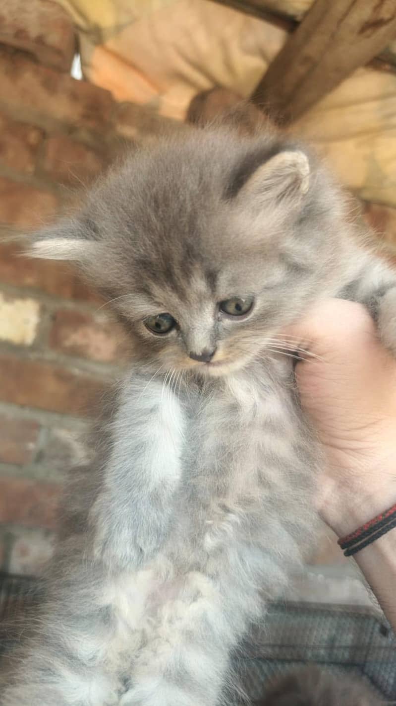 4persion kittens per kitten 15000 1