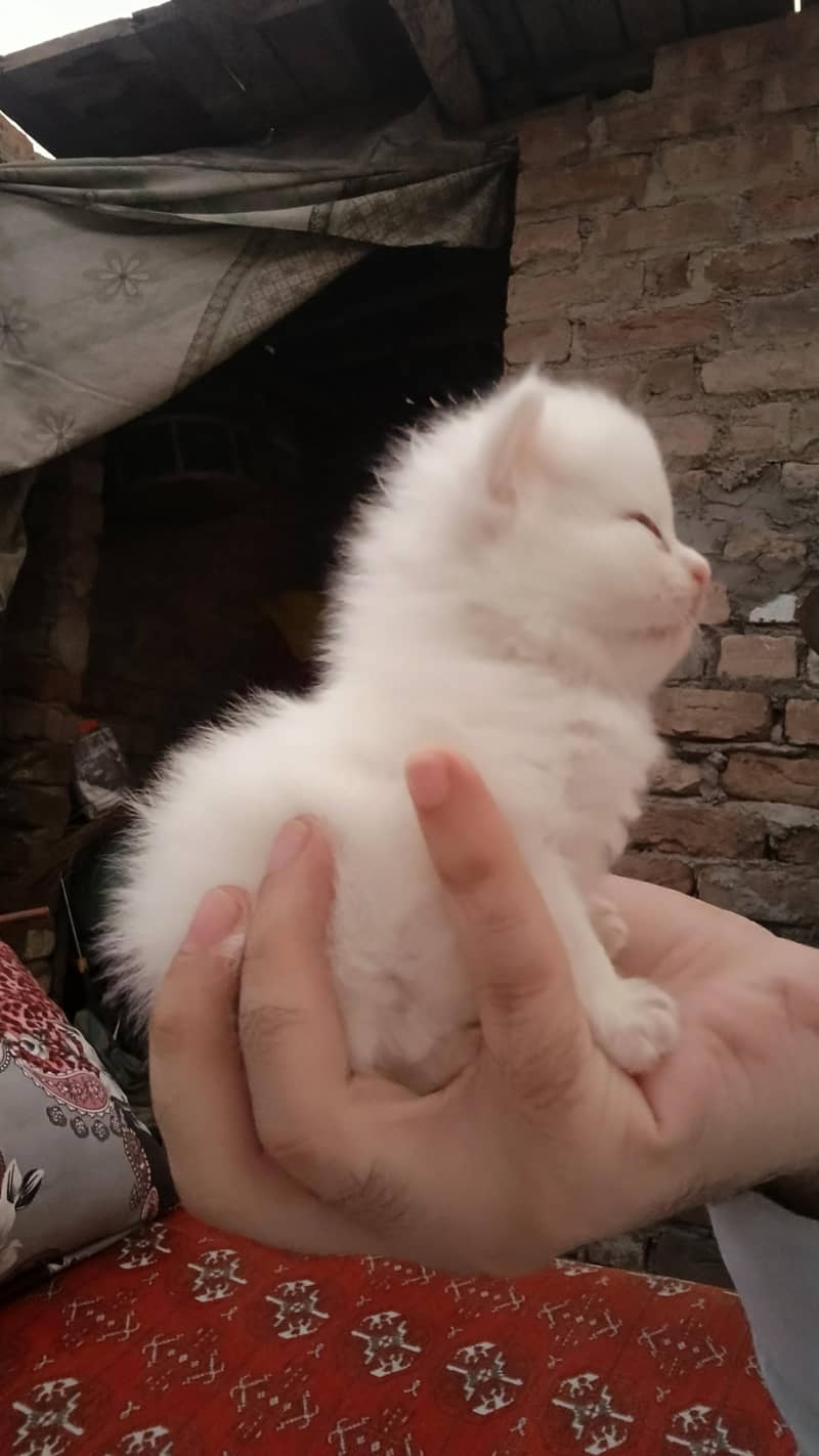 4persion kittens per kitten 15000 2