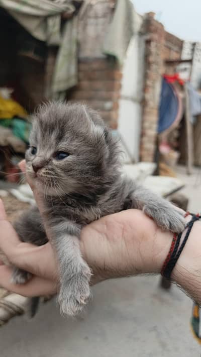 4persion kittens