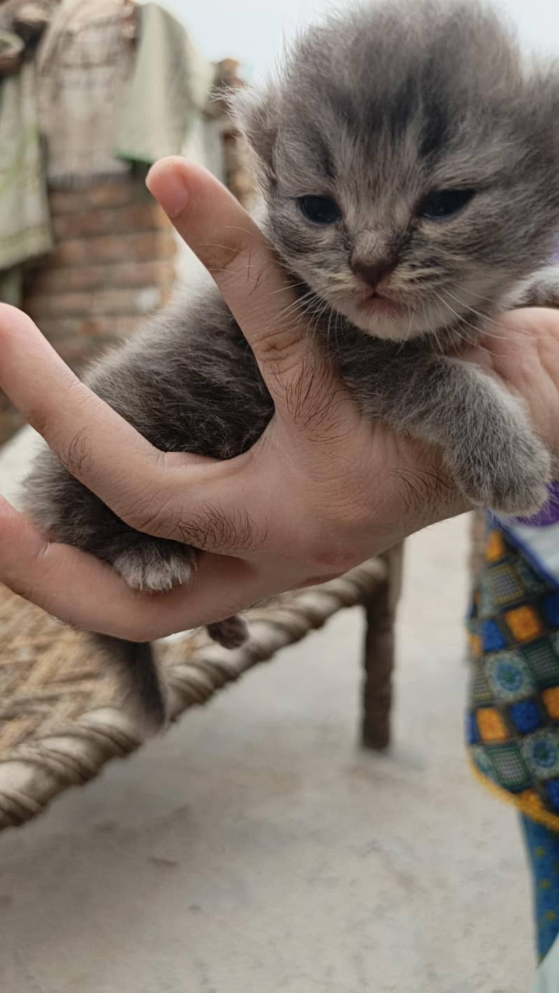 4persion kittens per kitten 15000 3