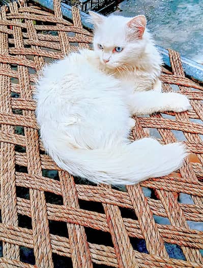 Tom For Sale