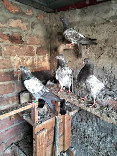 kabutar for sale