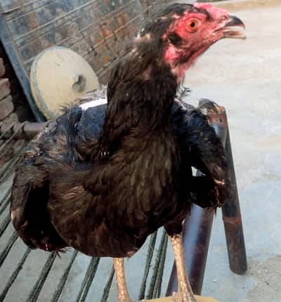 black aseel made