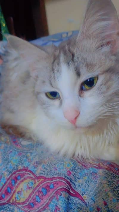 Maine coon mix Persian cat for sale