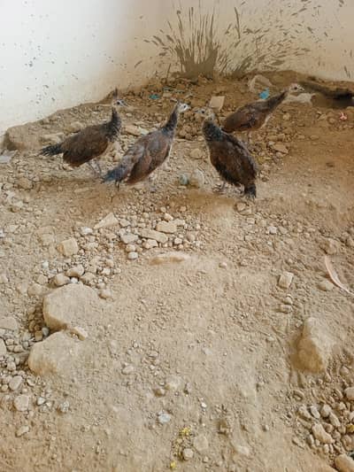chick's