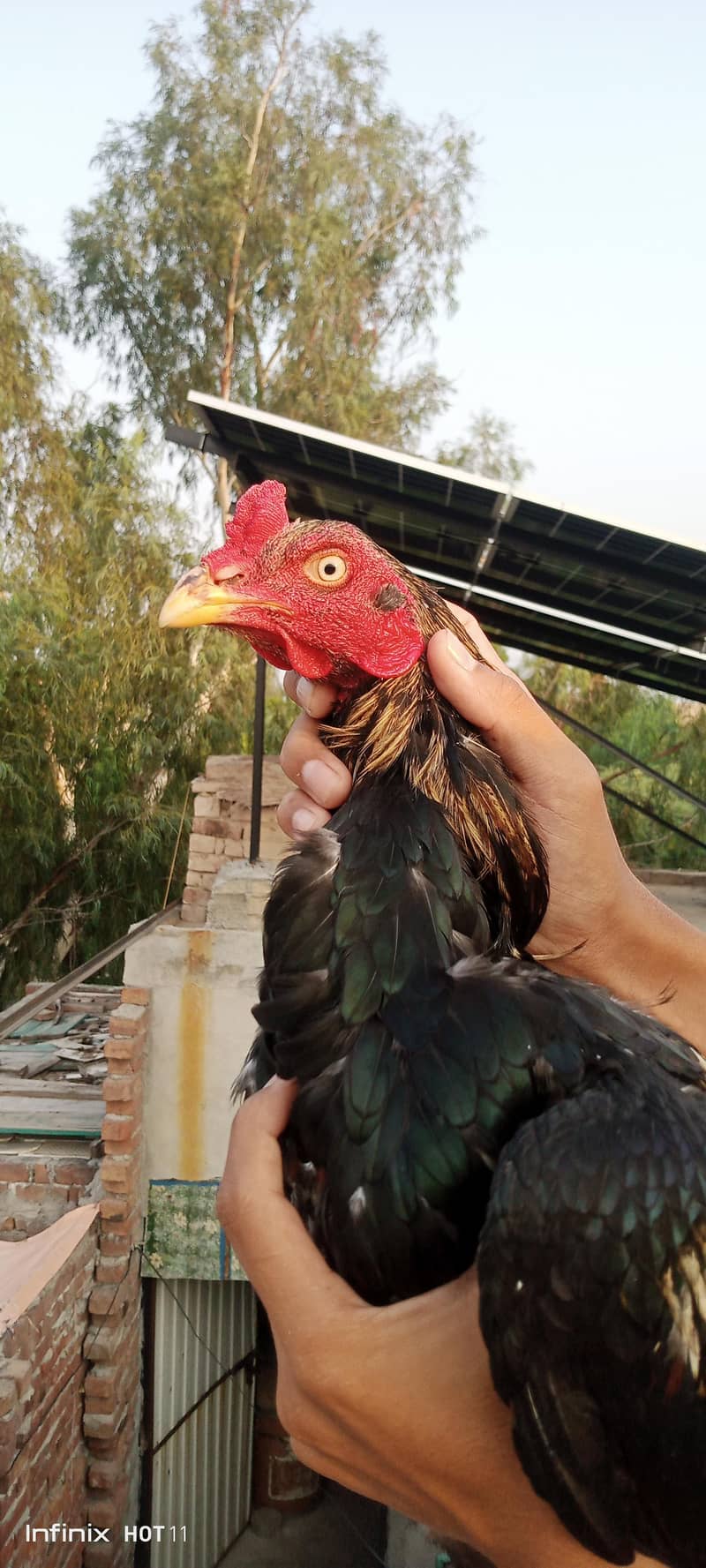 Aseel murga 0