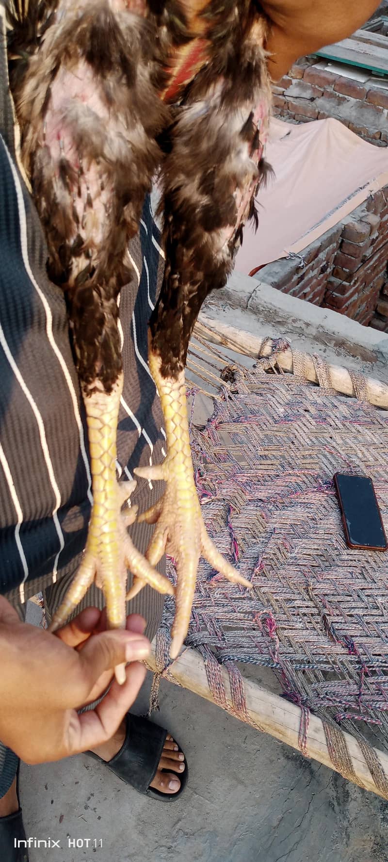 Aseel murga 2