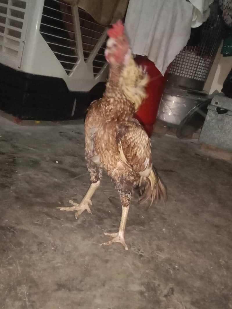 Good quality 1