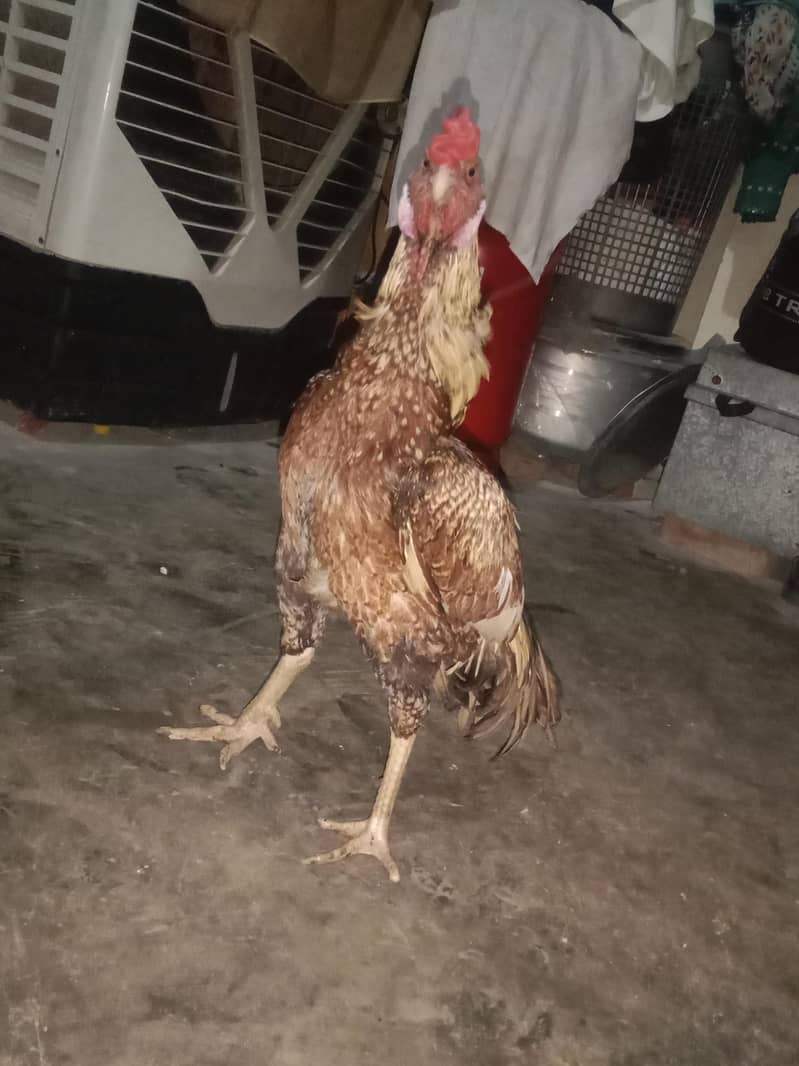 Good quality 3