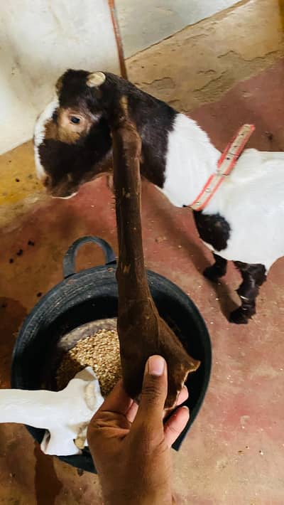 Gulabi . Kamori . Goat.  Goats . Breeder .