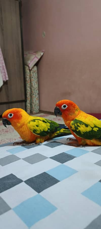 Sunconure Pair Fly Tame