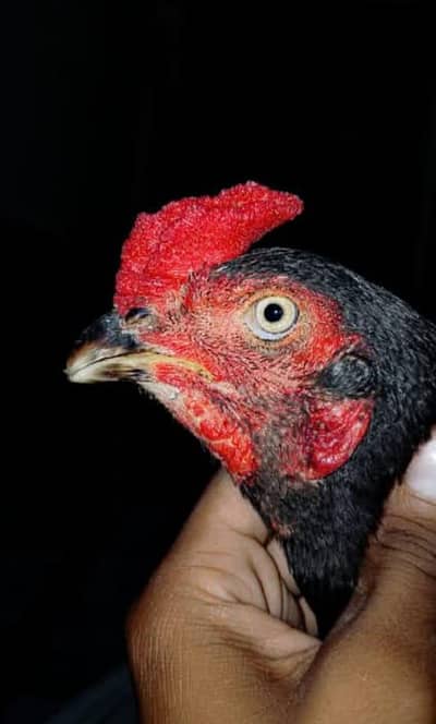 Mushka lasani