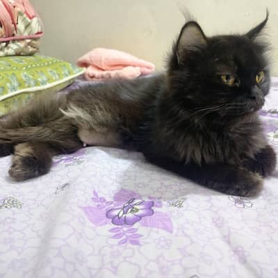 Persian female cat