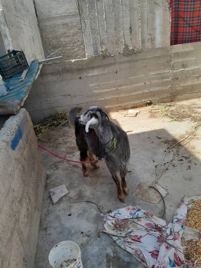 fresh 2 dant ki path balochistan nasal only WhatsApp 03152344578