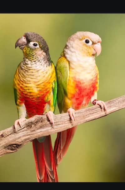 Healthy and active pair contact no 03124363951