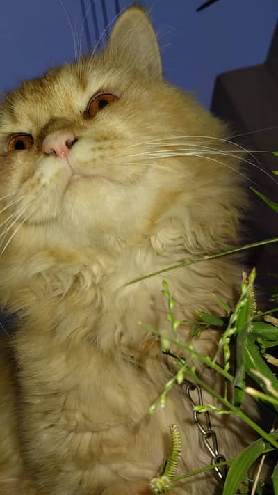Persian male cat 3coated with long tail.