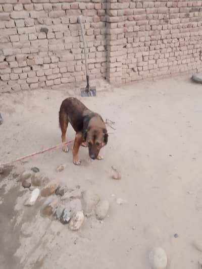 Good Dog