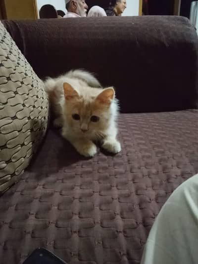 Male kitten for urgent sale