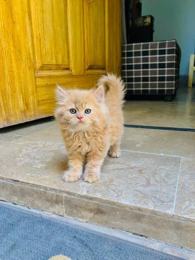 Kittens
