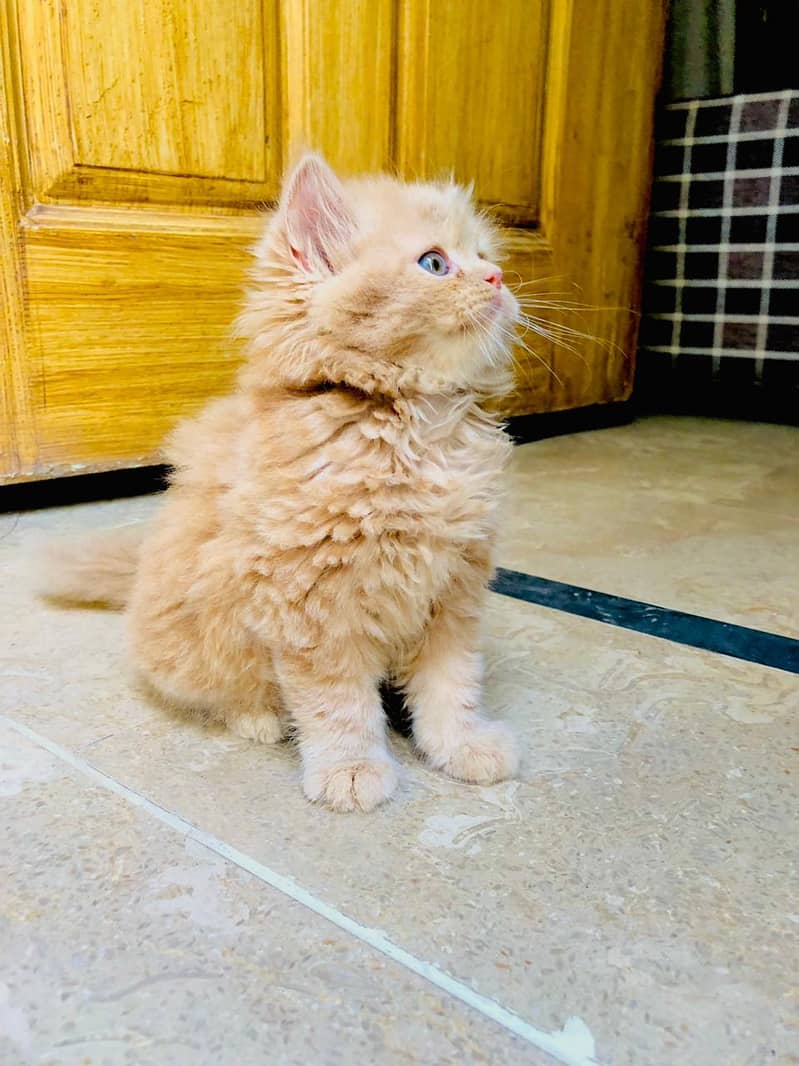 Kittens 1