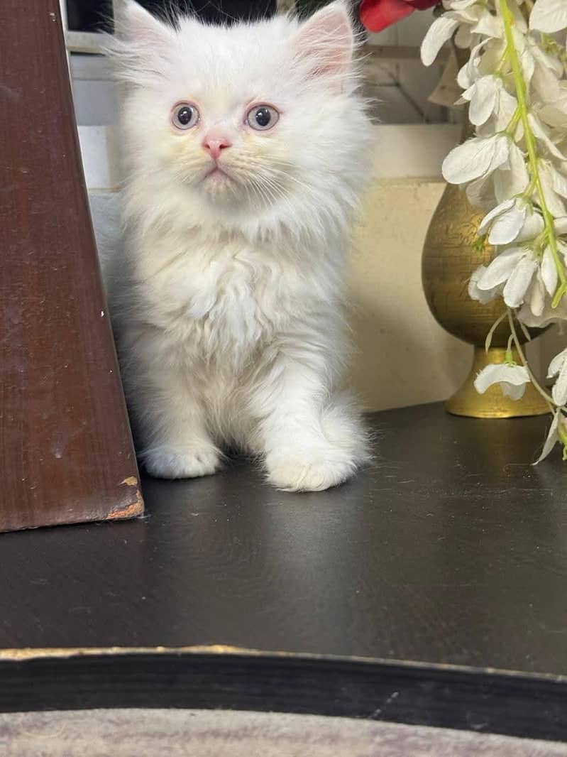 Kittens 6