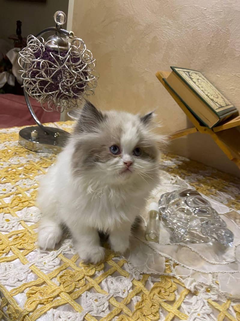 Kittens 7