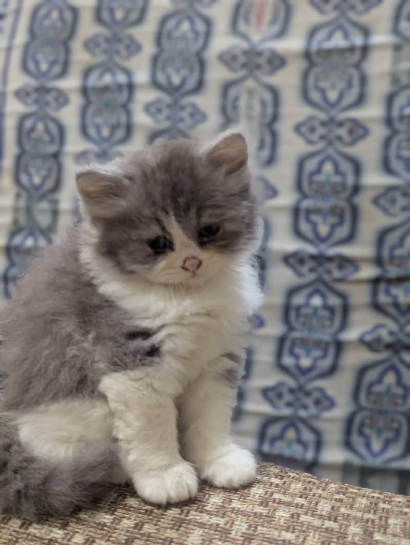 Kittens 8