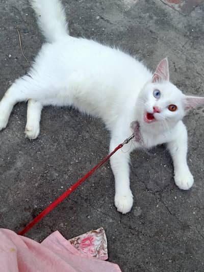 Persian odd eyes