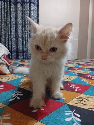 Persian cat for sale
