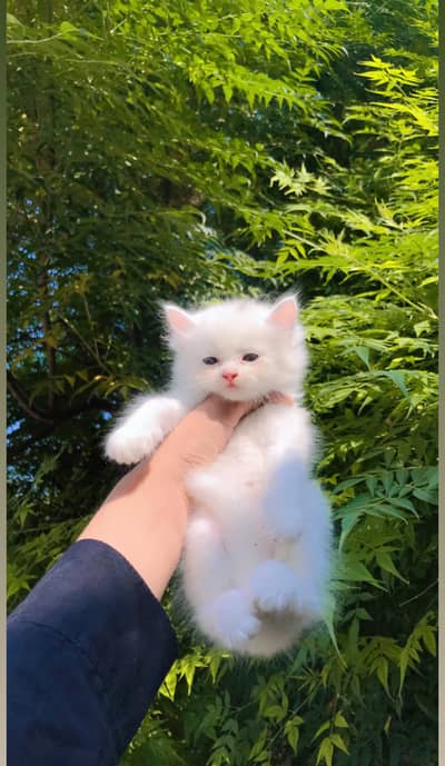 What sapp . 03228399628 Persian kitten healthy and playful kitten