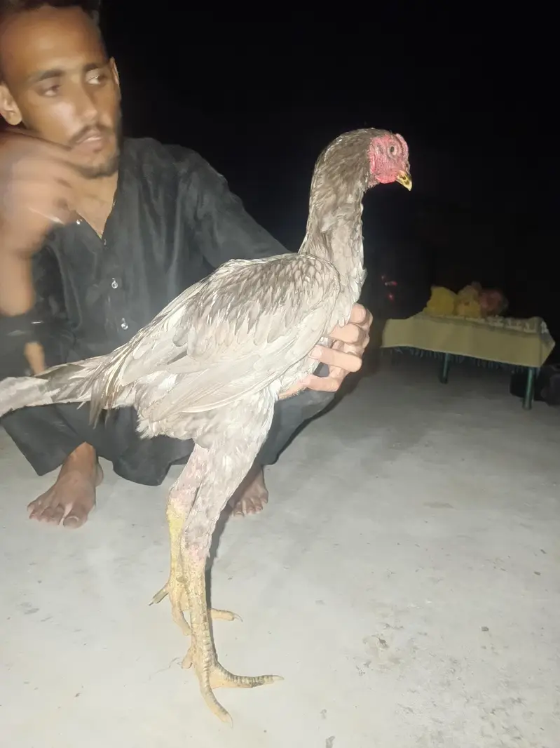 aseel vaitnam — photo 8