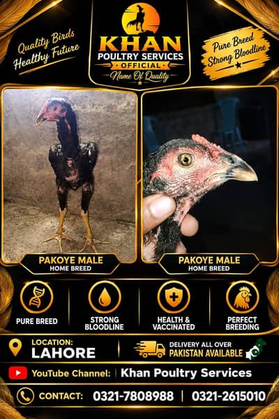 aseel | Dragon | thai | Burmi | Pakoya | panas |All imported breeds