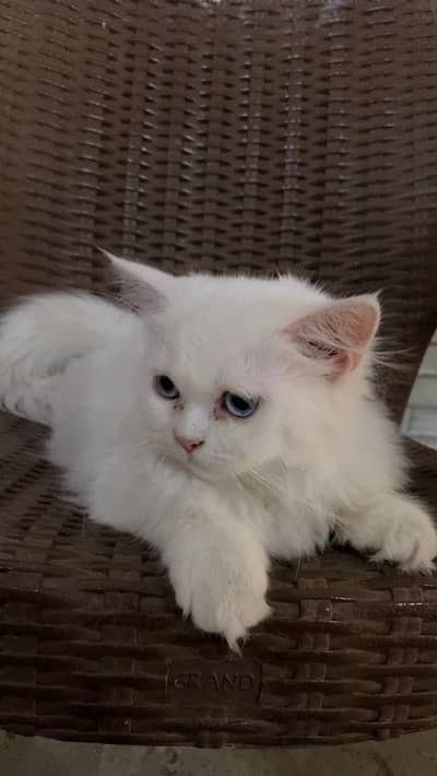 selling my cat