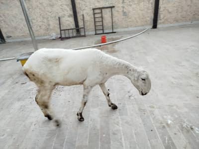 Dumbhi mundra breed