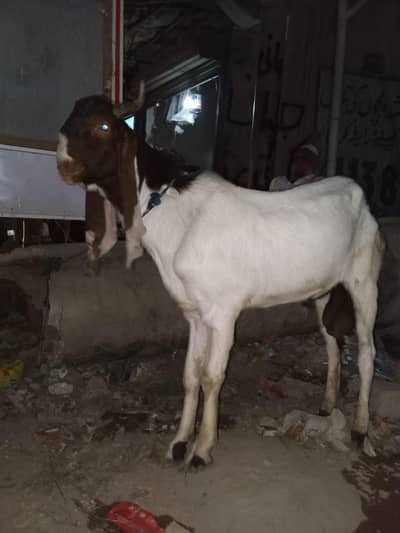 ando breeder for sell