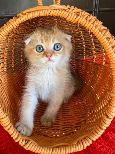 Scotish Fold Kittens Available