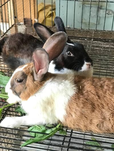 Rabbit pair For sale