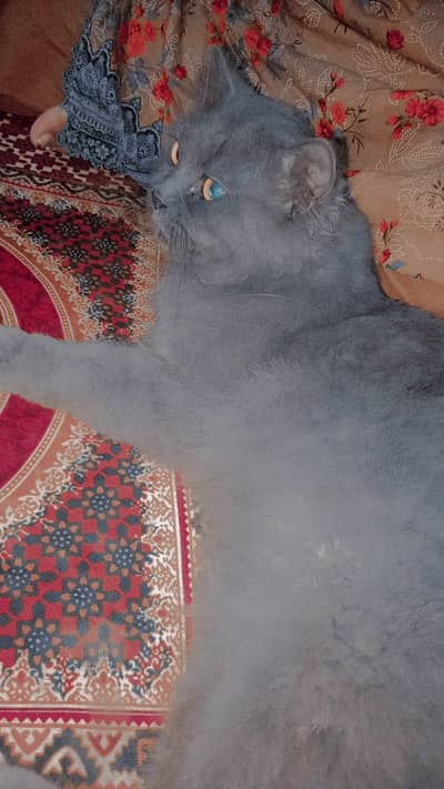 parsian cat
