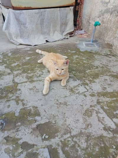 cute cats