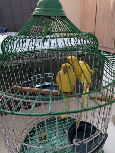 ring neck pair age not confirm