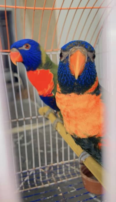 Red collar n swinson breeder pairs