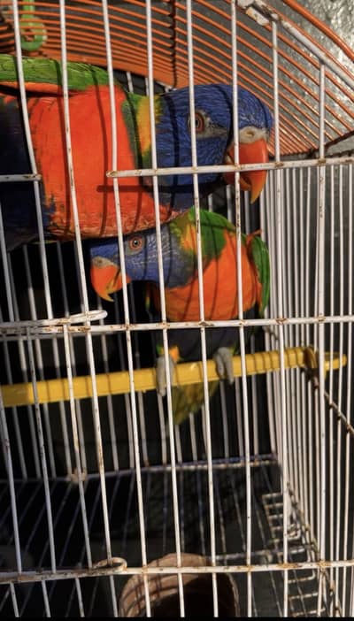 Red collar n swinson breeder pairs